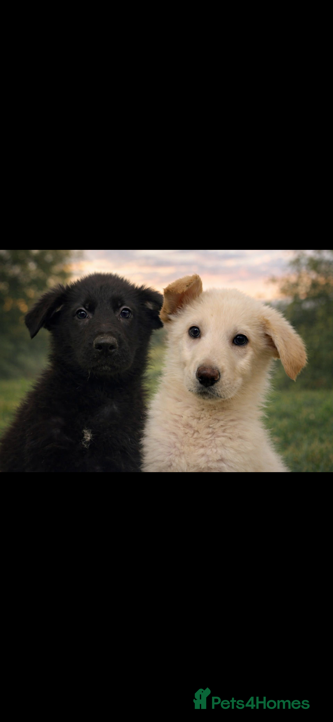 German Shepherd dogs German Shepherd puppies - Advert 1