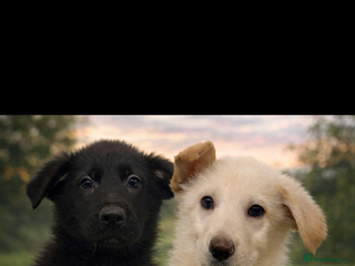 German Shepherd dogs German Shepherd puppies - Advert 1