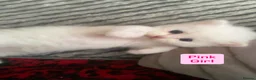 Mixed Breed cats for sale: White Ragdoll Cross Kittens For Sale in London - Advert 3