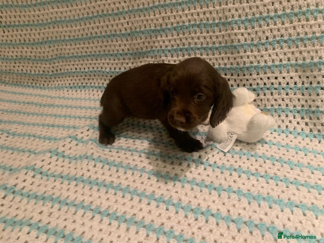 Cocker Spaniel dogs for sale: Cocker spaniel puppies  - Advert 6