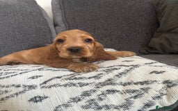 Cocker Spaniel dogs for sale: Beautiful show type cocker spaniel puppies - Image 9