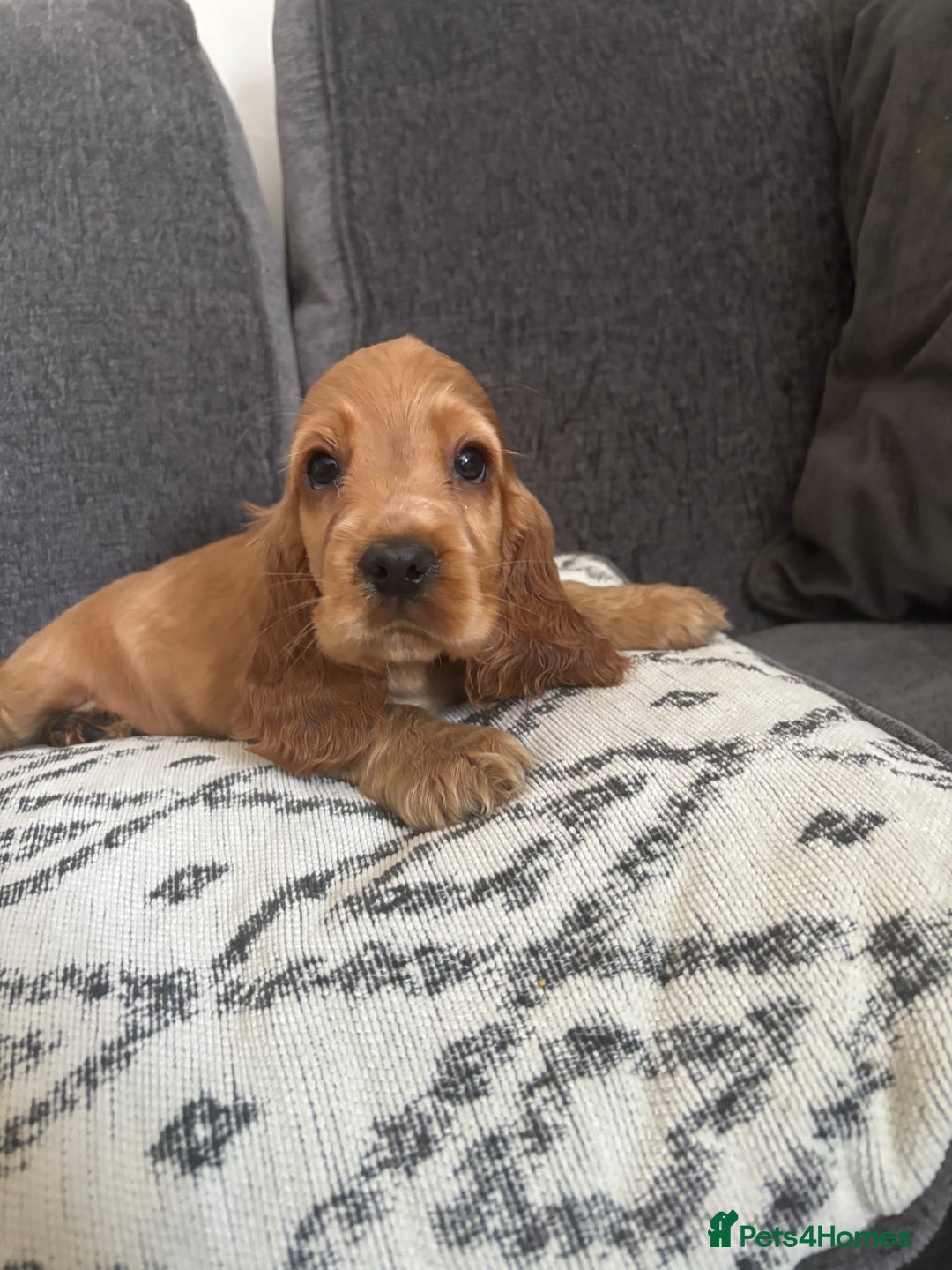 Cocker Spaniel dogs for sale: Beautiful show type cocker spaniel puppies - Image 9