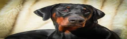 Dobermann dogs for stud: Doberman Stud in Alford - Advert 4