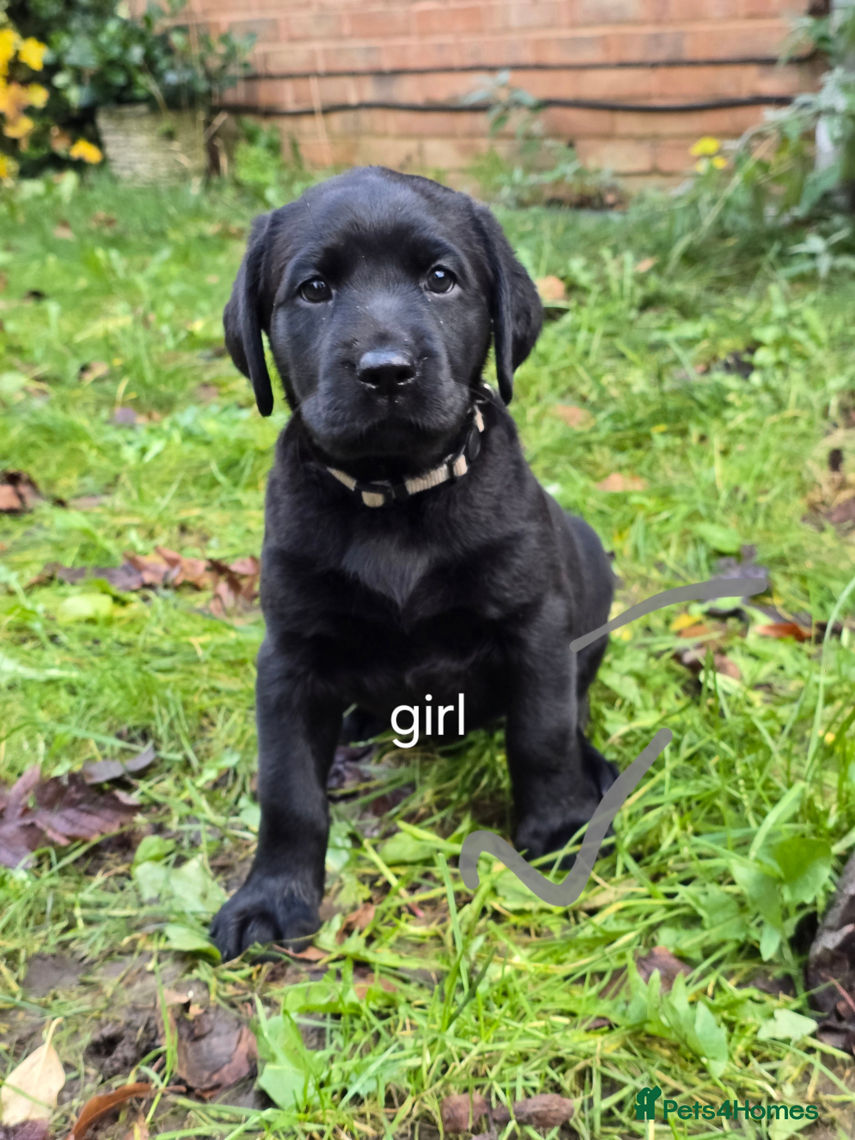 Labrador Retriever dogs Ready for home 🥰2 boys 1 girl - Advert 1