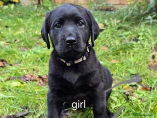 Labrador Retriever dogs Ready for home 🥰2 boys 1 girl - Advert 1