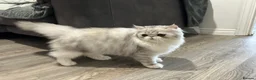 Persian cats for sale: Persian Kittens Bi-Color - Punch Face - GCCF - Advert 25