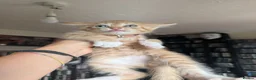 Mixed Breed cats for sale: 2 beautiful ginger kittens in Northwood - Advert 6