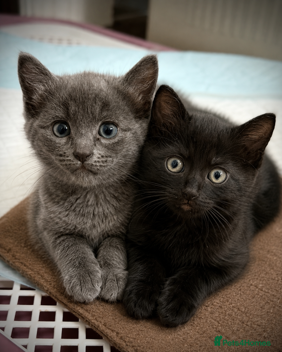Mixed Breed cats for sale: Adorable Ragdoll Cross Kittens Looking for Homes in Leeds - Advert 1