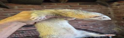 Ferret rodents for sale: Ferrets silver jills x2  - Advert 3