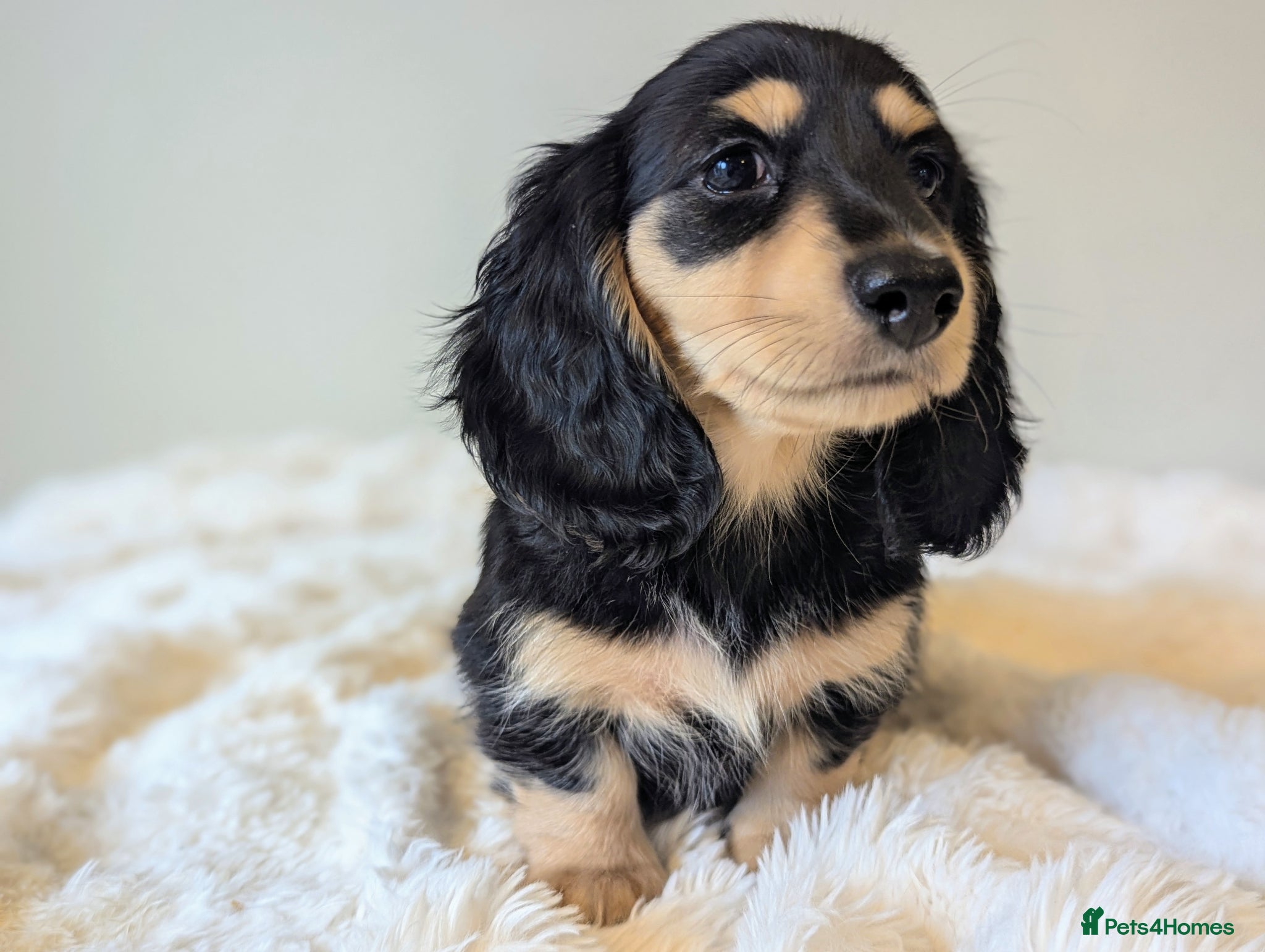 Miniature Dachshund dogs LAST BOY- READY NOW! 💙 longhaired mini dachshund - Advert 16