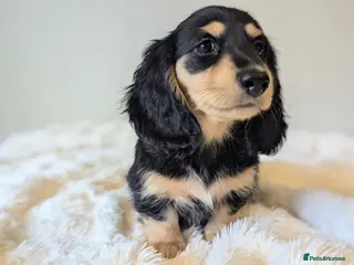 Miniature Dachshund dogs LAST BOY- READY NOW! 💙 longhaired mini dachshund - Advert 16