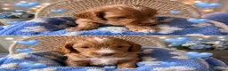 Cockapoo dogs for sale: F1 SHOW COCKAPOOS EXT DNA TESTED  - Advert 3