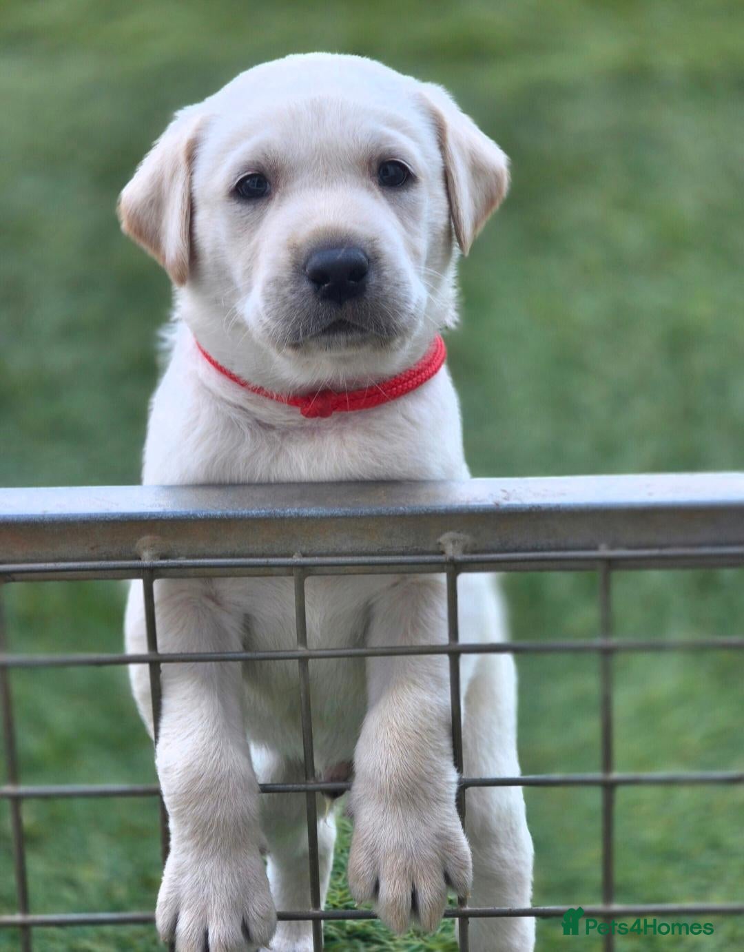 Labrador Retriever dogs Vet nurse owned. Perfect health tests - Advert 2