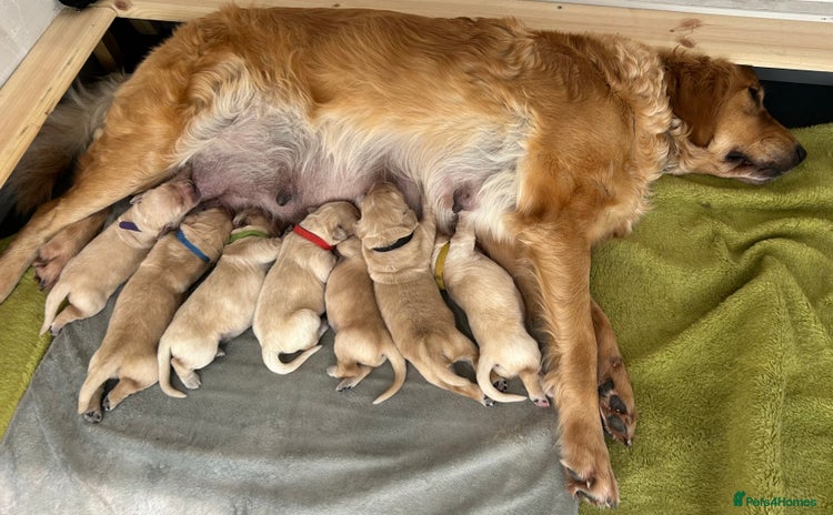 Golden Retriever dogs - Advert 3