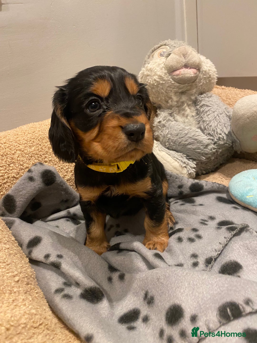 Cocker Spaniel dogs for sale: 2X cocker spaniel pups left  - Advert 1