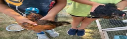 Mixed Breed livestock for sale: Cockerel chicks for sale in Evesham - Advert 3