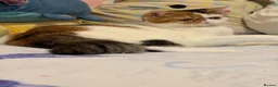 Exotic cats for sale: Exotic girl  - Advert 6