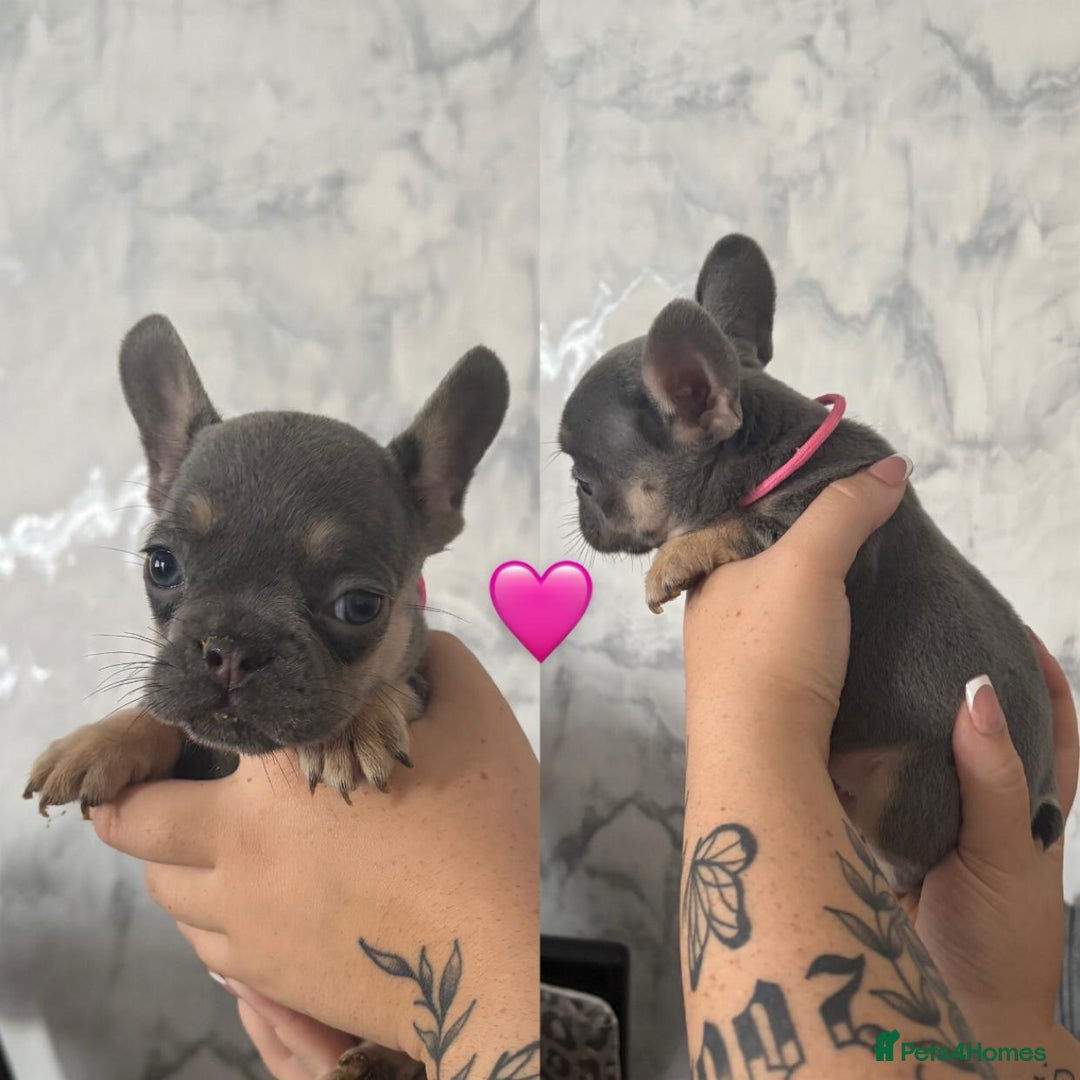 French Bulldog dogs for sale: French Bulldog Fur Babies  - Image 25