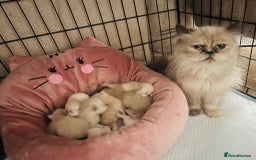 Persian cats for sale: Color point Persian kittens - Image 7