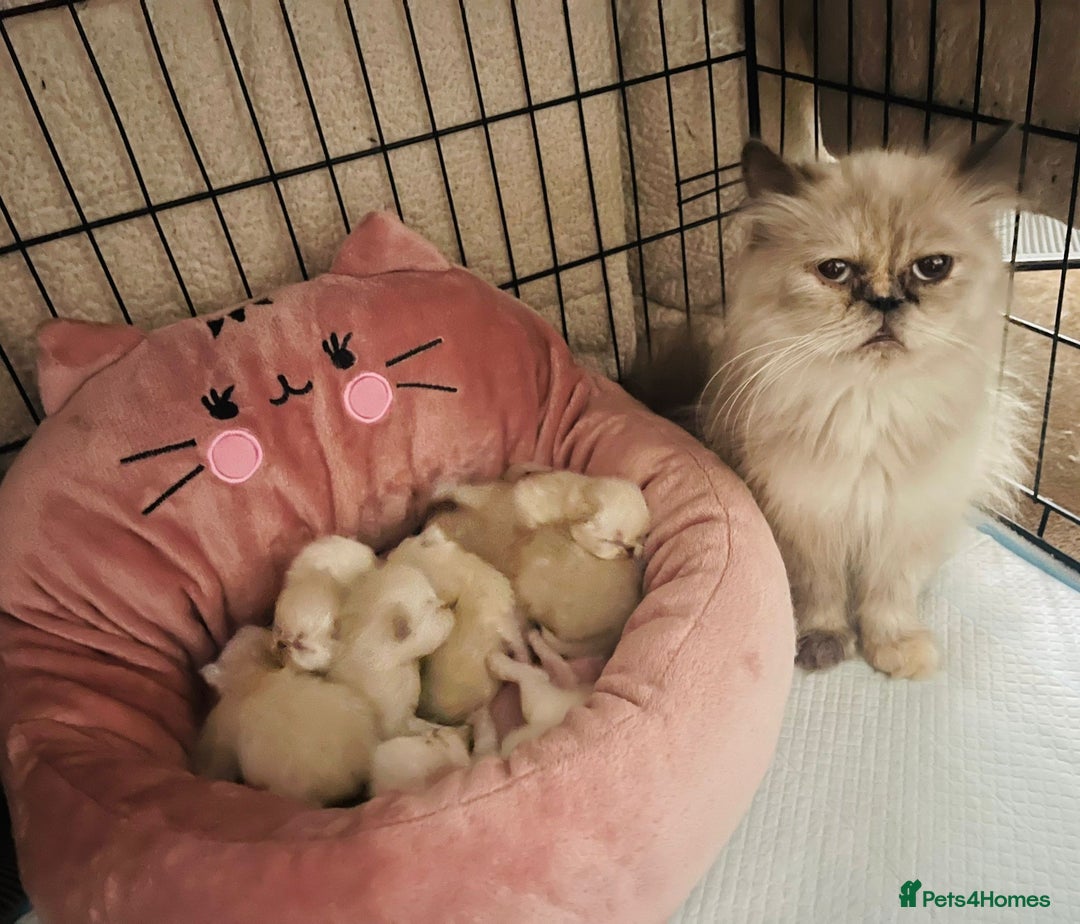 Persian cats for sale: Color point Persian kittens - Image 7
