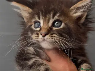 Maine Coon cats XL beautiful maine coon kittens - Advert 14