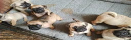 Frug dogs for sale: Mrs H D Keld - Advert 3