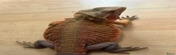 Bearded Dragon reptiles for sale: Beautiful Baby Bearded Dragons Available - Advert 16