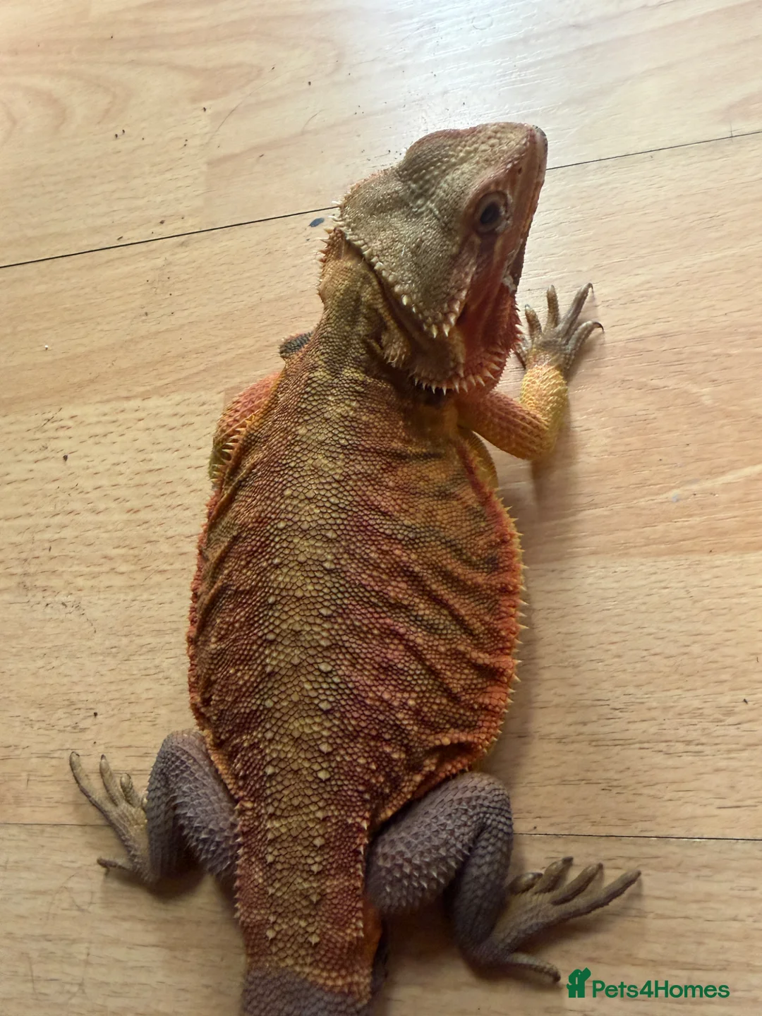 Bearded Dragon reptiles for sale: Beautiful Baby Bearded Dragons Available - Advert 16