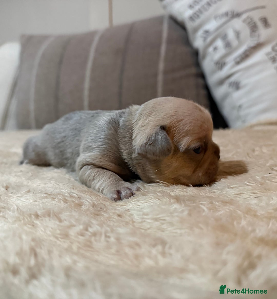 French Bulldog dogs for sale: French bulldog puppies - Advert 28