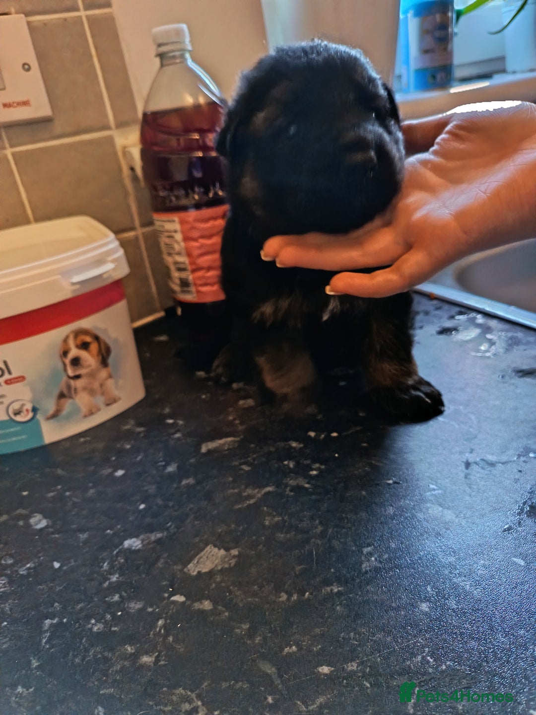German Shepherd dogs for sale: German Shepherd puppies - Image 12
