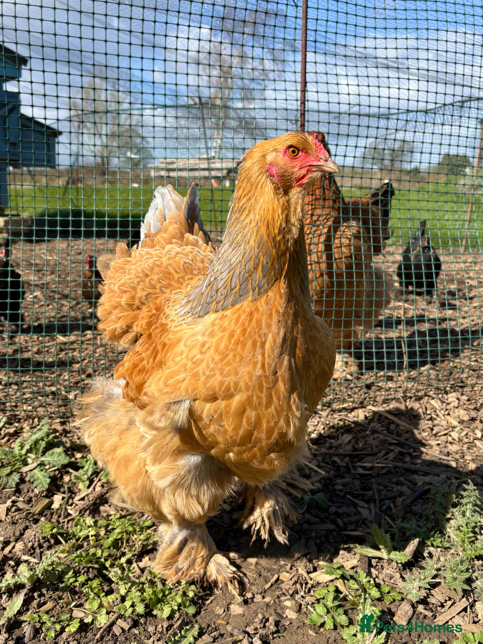 Chickens poultry Brahma Large Fowl Hens 8 Months Old - Advert 1