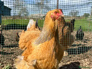 Chickens poultry Brahma Large Fowl Hens 8 Months Old - Advert 18