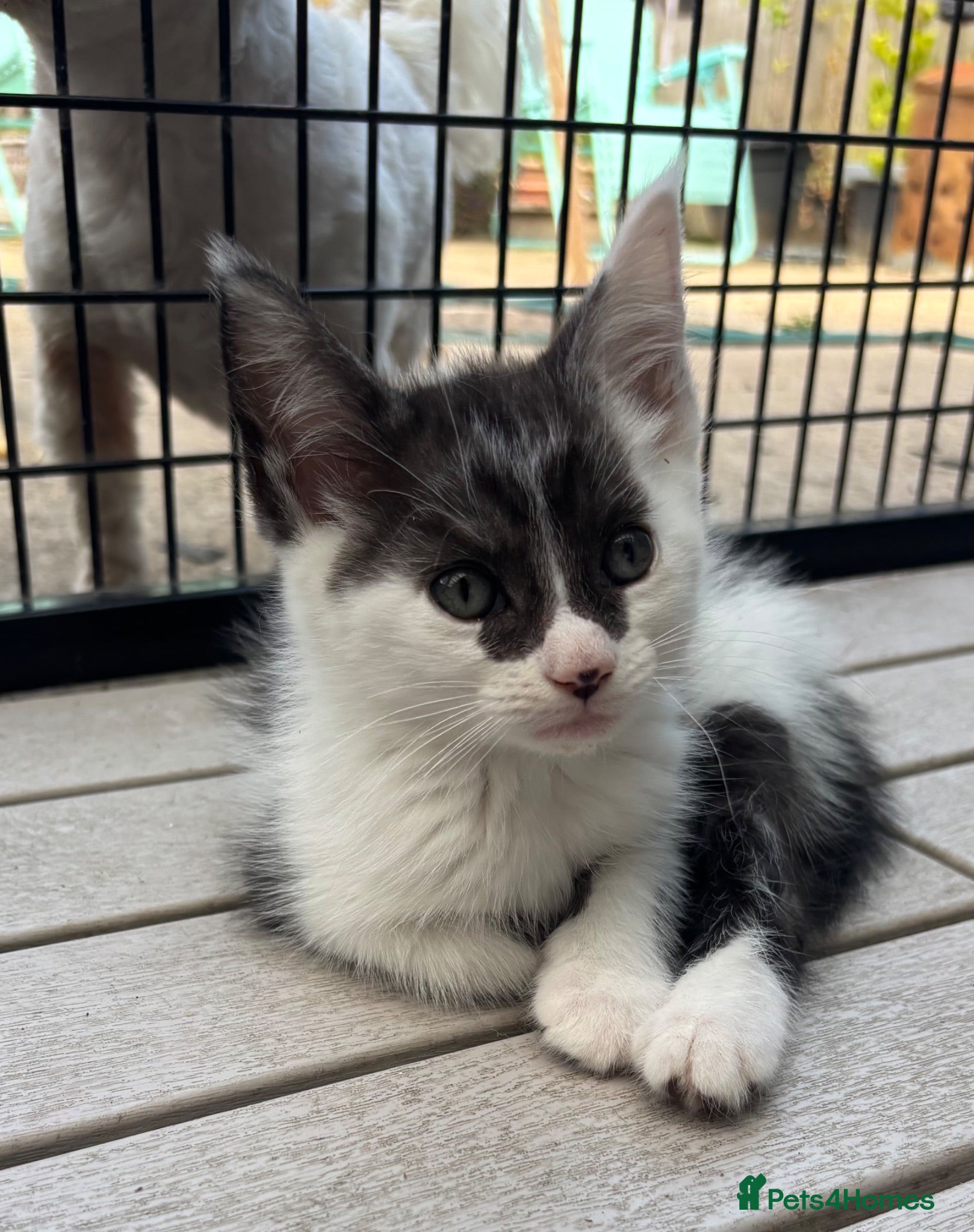 Mixed Breed cats MAINE COON CROSS KITTENS  - Advert 2
