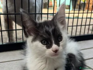 Mixed Breed cats MAINE COON CROSS KITTENS - Advert 2