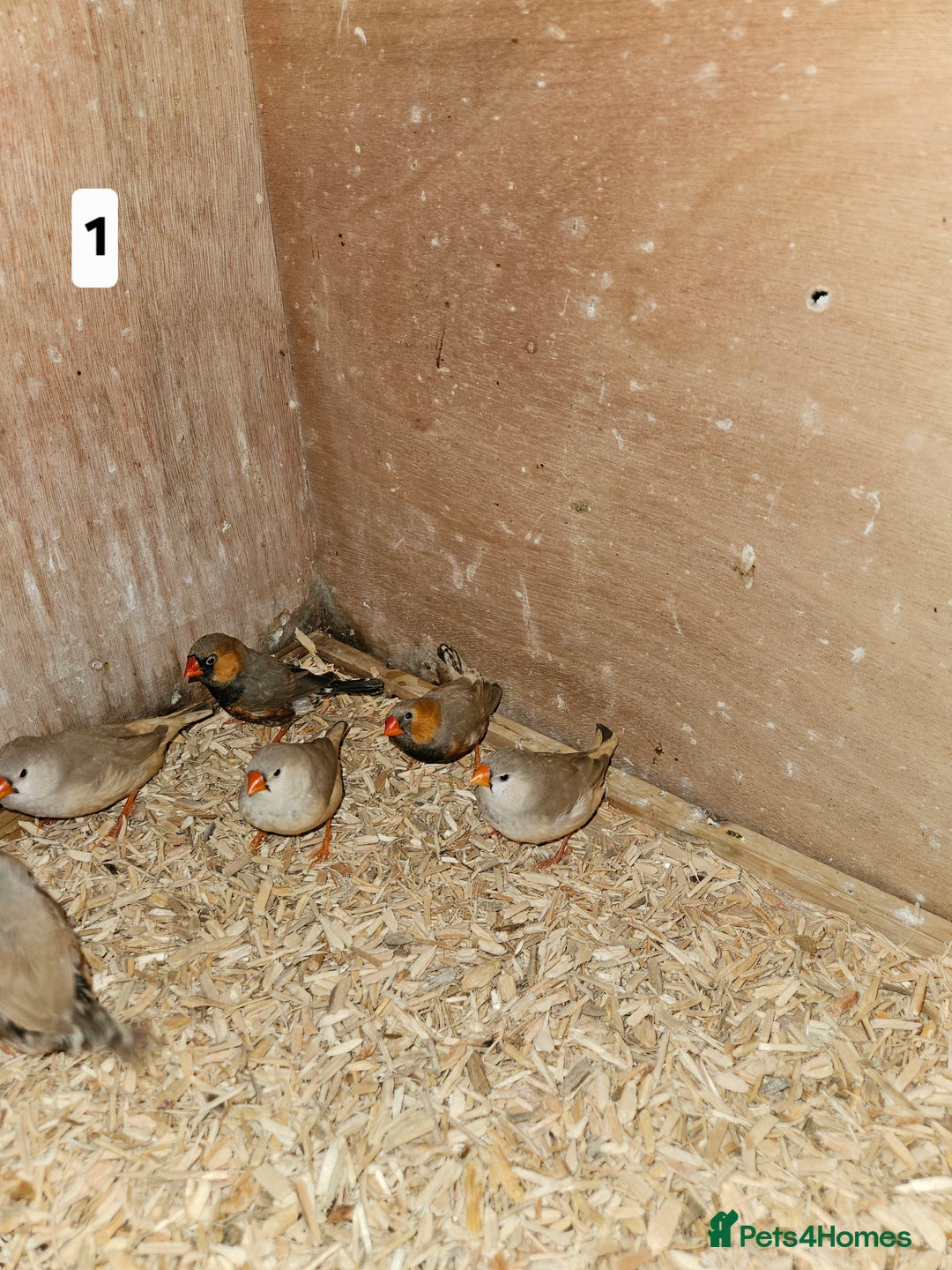 Finches birds for sale: Zebra finch   - Advert 2