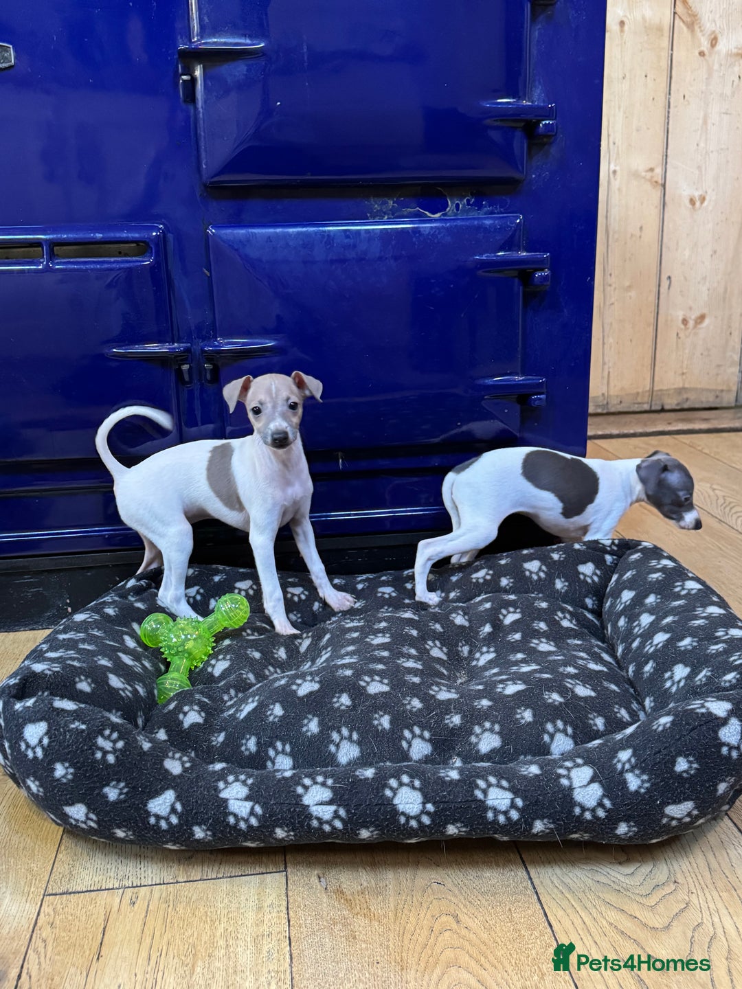 Italian Greyhound dogs for sale: Outstanding repeat mating litter  - Advert 12