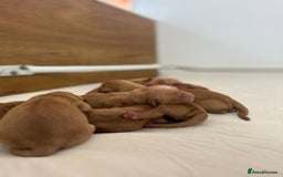 Golden Retriever dogs for sale: FOX RED WORKING GOLDEN RETRIEVERS- 5 STAR BREEDERS - Image 9
