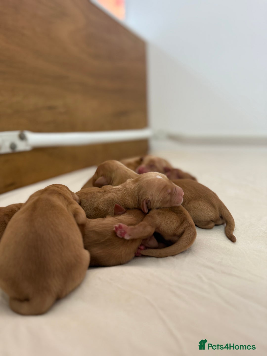 Golden Retriever dogs for sale: FOX RED WORKING GOLDEN RETRIEVERS- 5 STAR BREEDERS - Image 9
