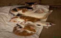 British Shorthair cats for sale: Ginger and white male kittens  - Image 1