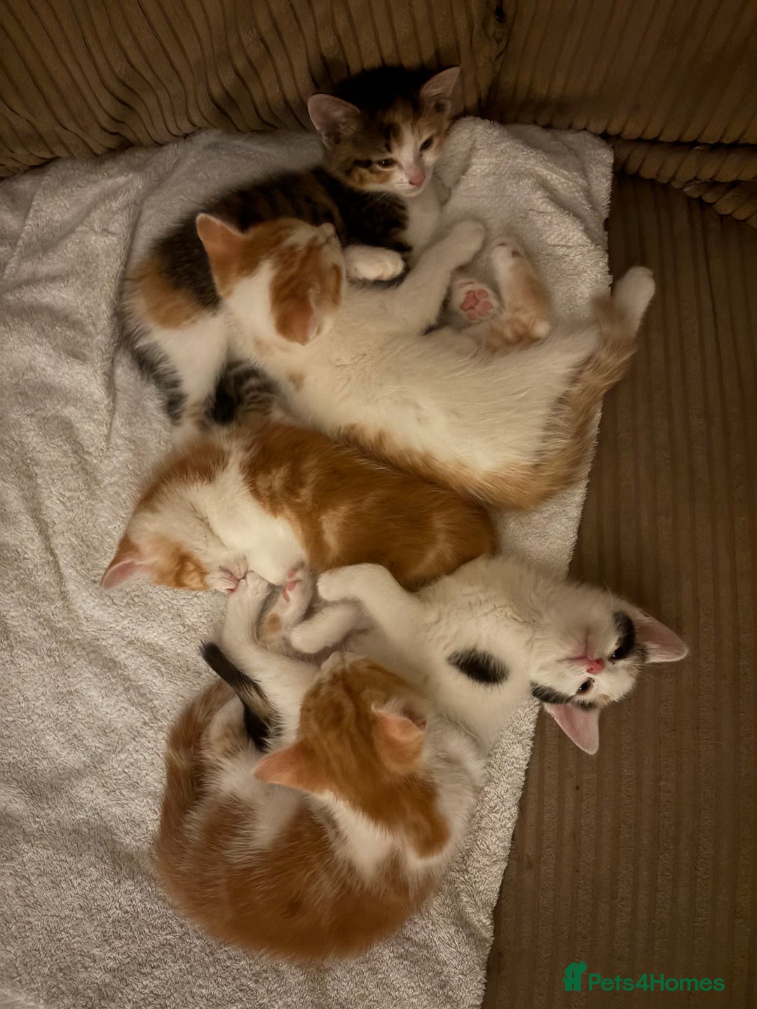 British Shorthair cats for sale: Ginger and white male kittens  - Image 1