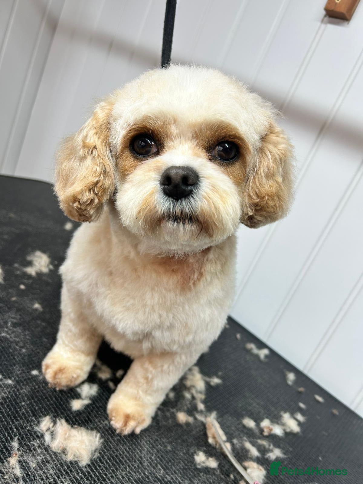 Mixed Breed dogs for sale: 5 Beautiful cavachon cross jack Russell puppies - Advert 6