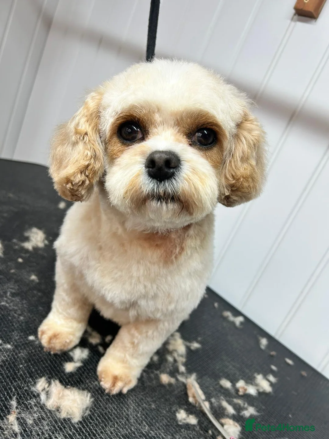 Mixed Breed dogs for sale: 5 Beautiful cavachon cross jack Russell puppies - Advert 1
