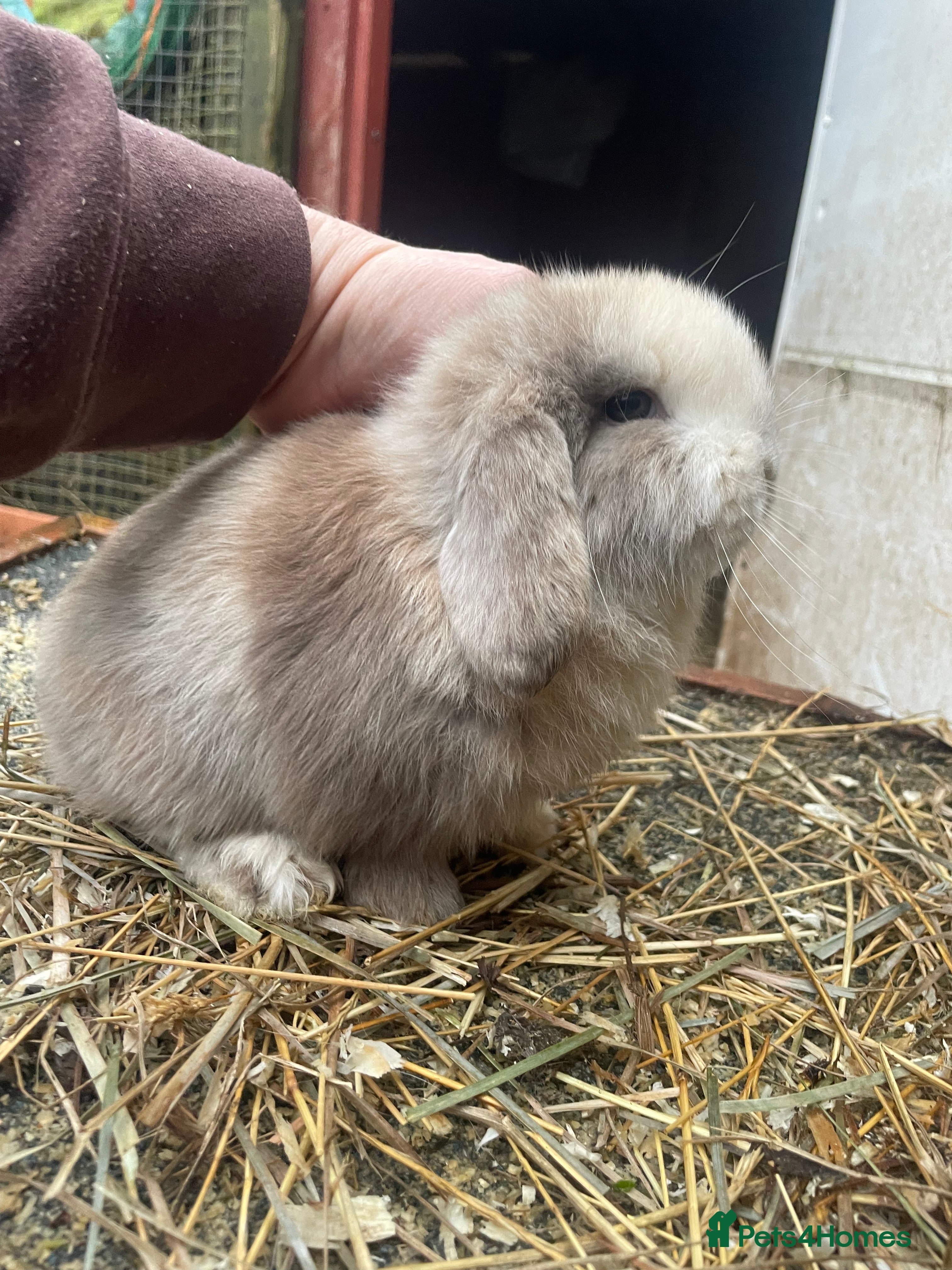 Mini Lop rabbits Beautiful mini lop babies  - Advert 3