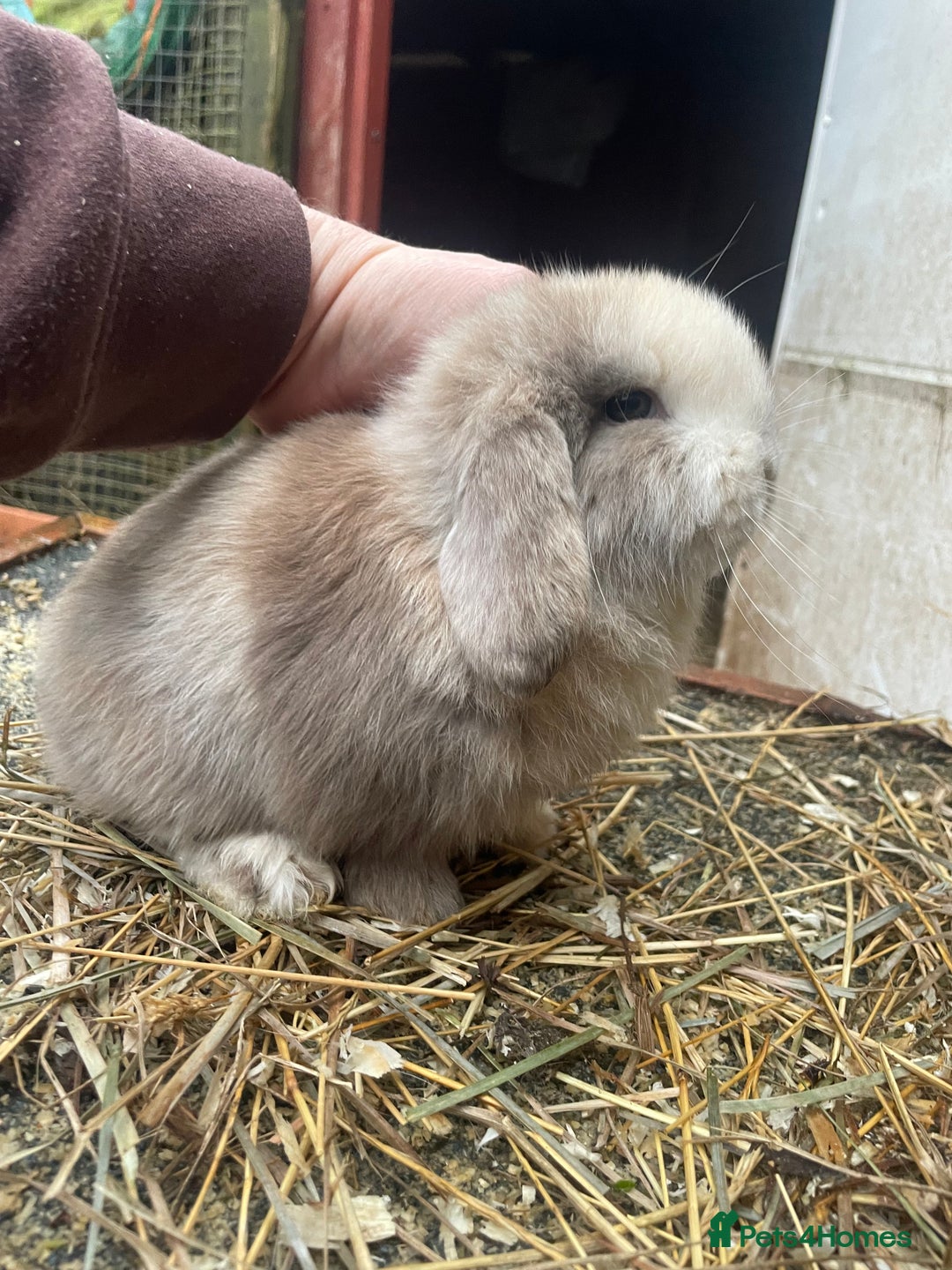 Mini Lop rabbits for sale: Beautiful mini lop babies  - Advert 1