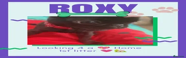 Roxy
