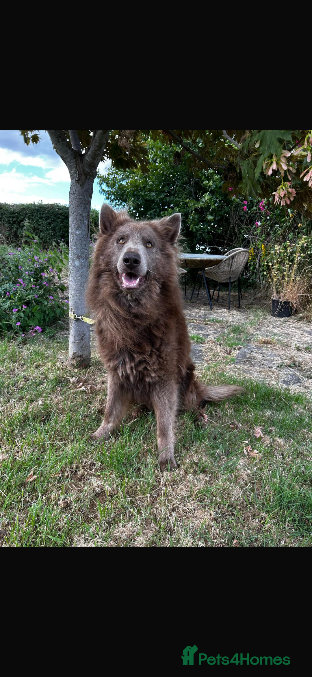 German Shepherd dogs for sale: Stunning white and black long coat German Shepards - Advert 4