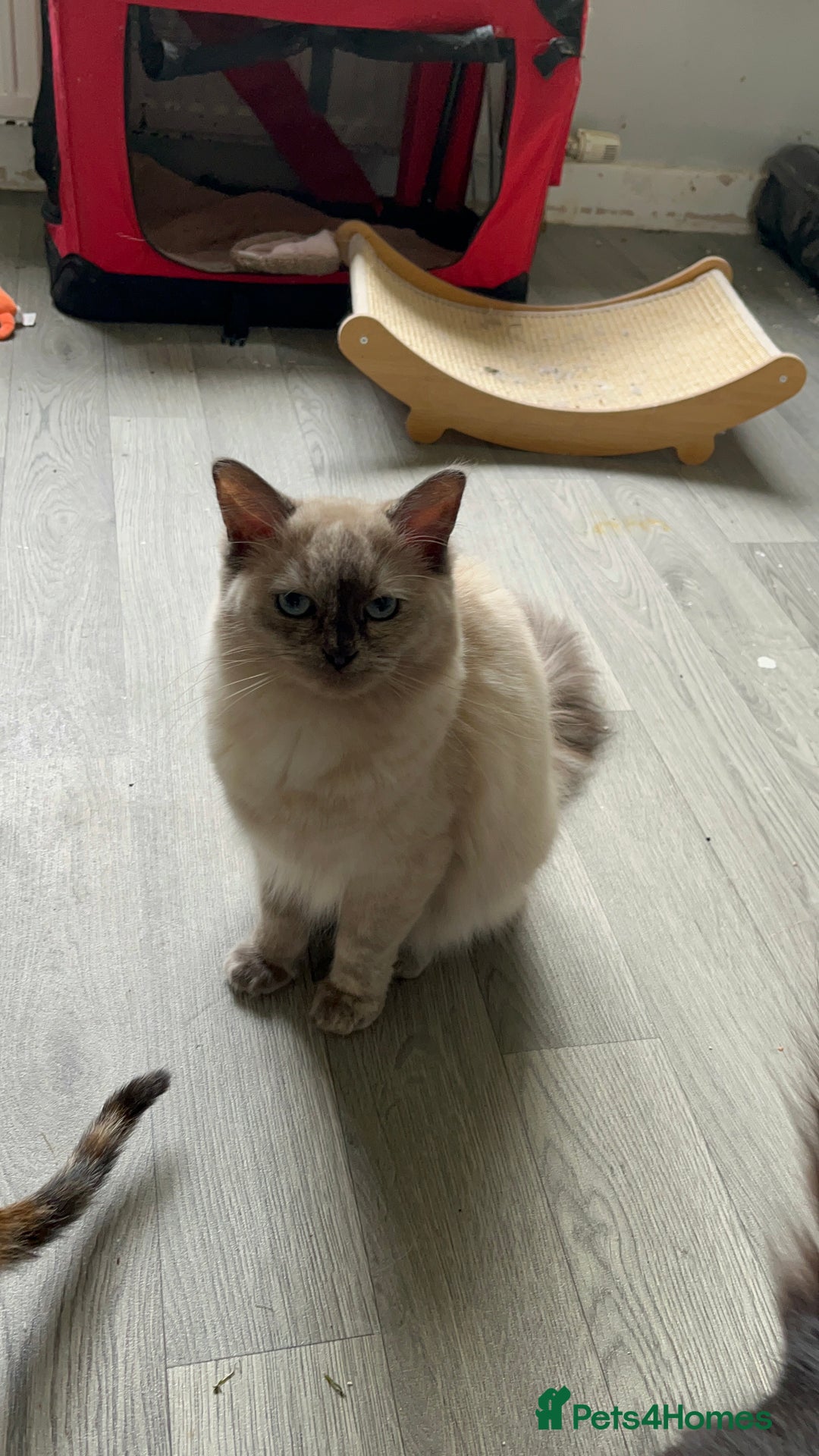 Ragdoll cats for sale: Blue colourpoint female can drop off to Edinburgh  - Advert 11