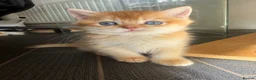 British Shorthair cats for sale: GCCF registered BSH Chocolate Golden Kittens - Advert 1