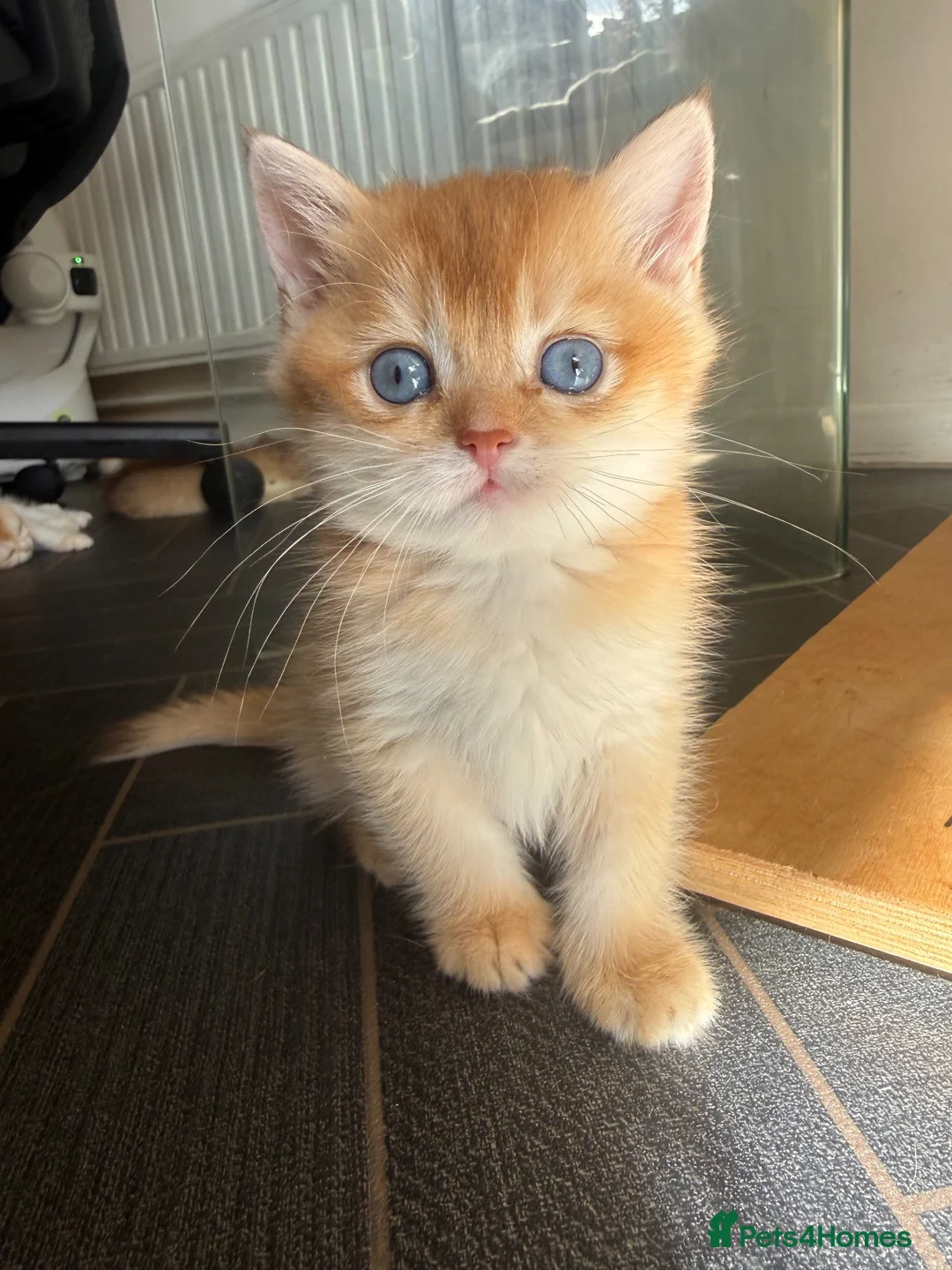 British Shorthair cats for sale: GCCF registered BSH Chocolate Golden Kittens - Advert 1