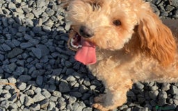 Poochon dogs for sale: Young Retired Poochon Seeking Her Forever Home  - Advert 4